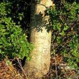 Quercus X Caroppoi o Quercia elegante di Carpignano Salentino